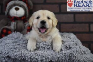 Image of Elf, a Golden Retriever puppy