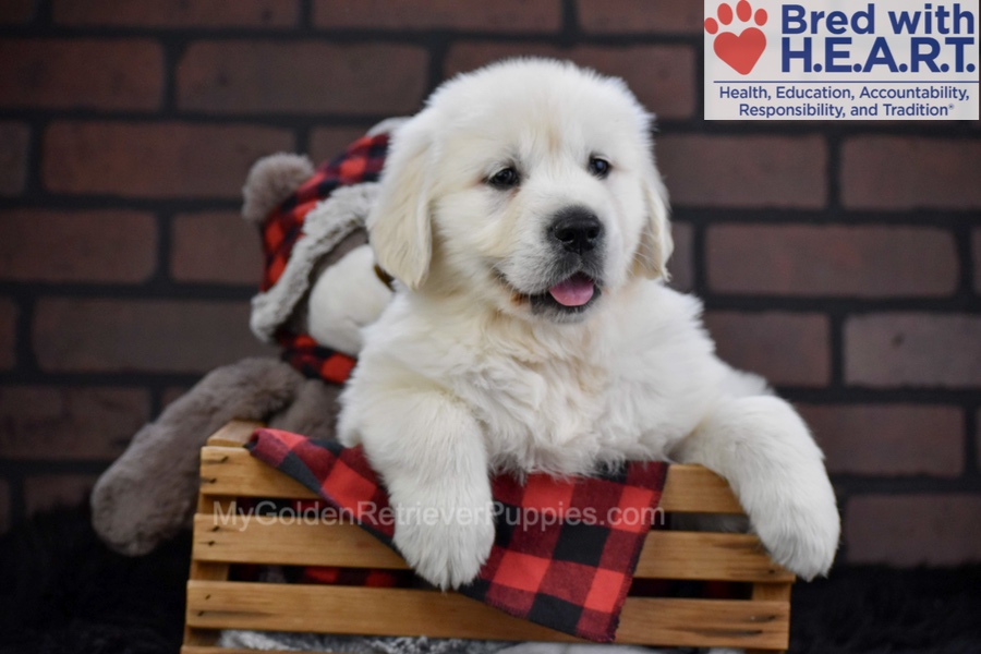 Falcon Image of Falcon, a Golden Retriever puppy