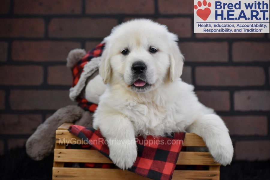 Falcon Image of Falcon, a Golden Retriever puppy