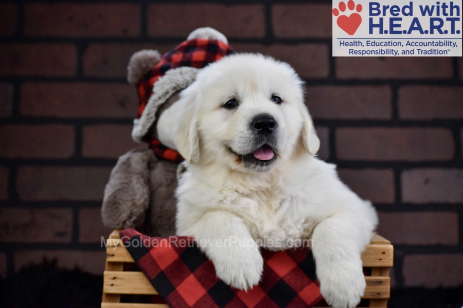 Falcon Image of Falcon, a Golden Retriever puppy