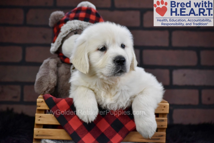 Falcon Image of Falcon, a Golden Retriever puppy