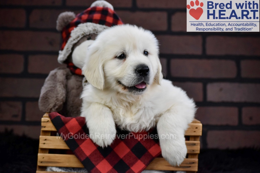 Falcon Image of Falcon, a Golden Retriever puppy
