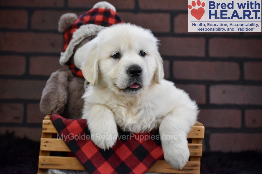 Falcon Image of Falcon, a Golden Retriever puppy