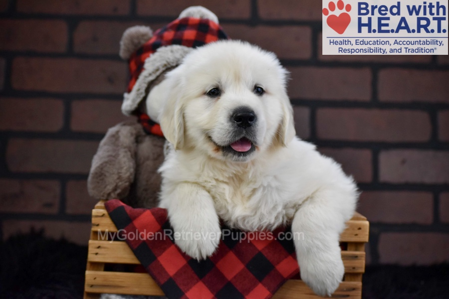 Falcon Image of Falcon, a Golden Retriever puppy