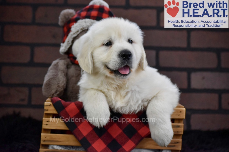 Falcon Image of Falcon, a Golden Retriever puppy