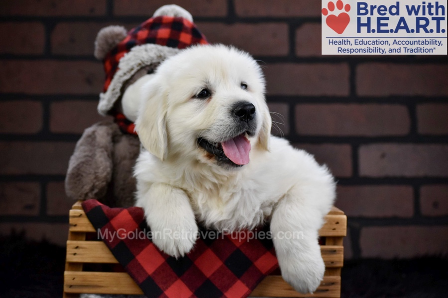 Falcon Image of Falcon, a Golden Retriever puppy
