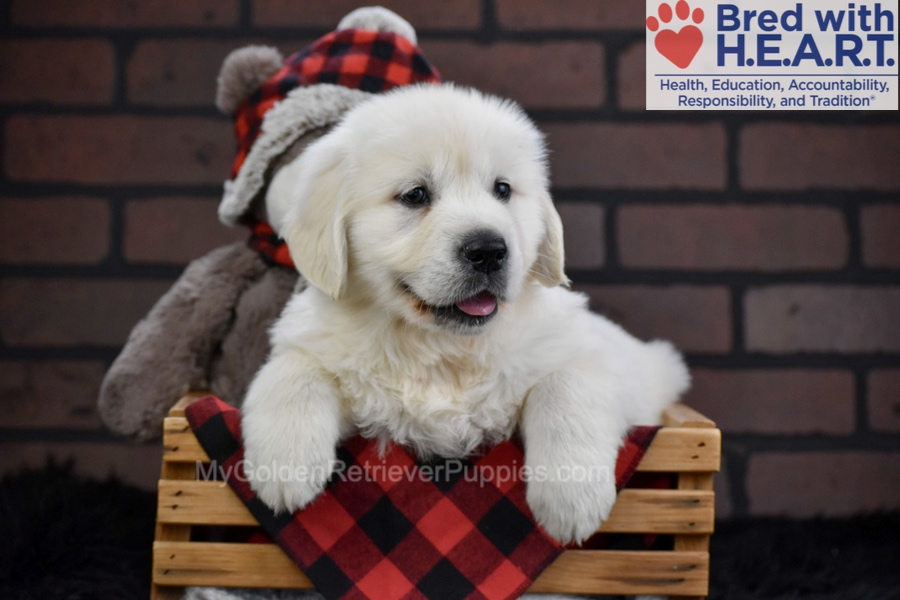 Falcon Image of Falcon, a Golden Retriever puppy