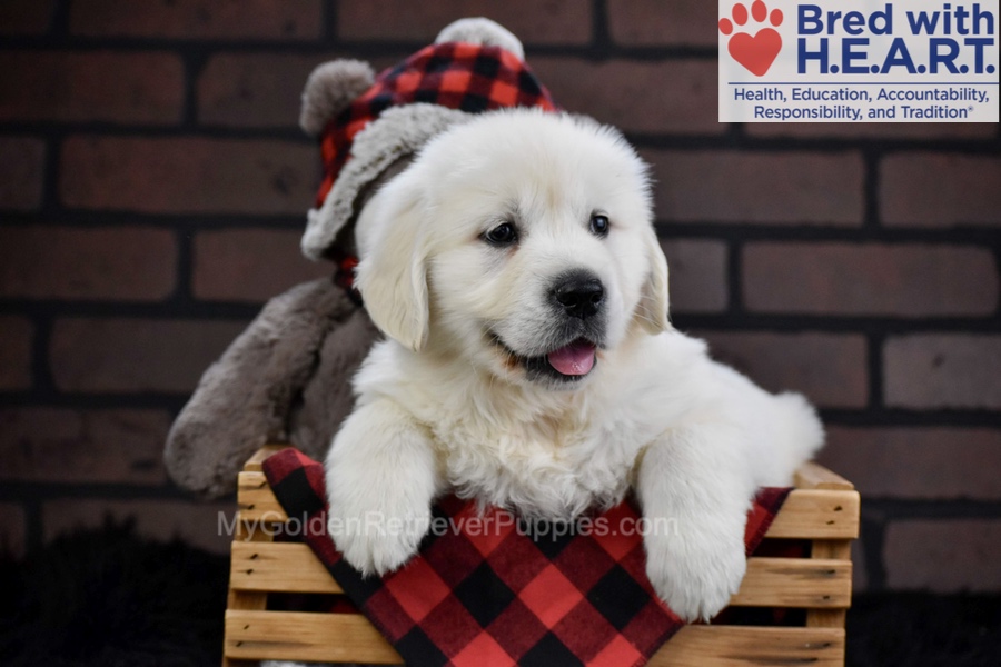 Falcon Image of Falcon, a Golden Retriever puppy
