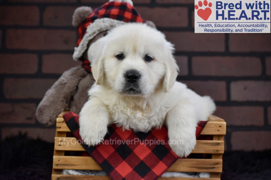 Falcon Image of Falcon, a Golden Retriever puppy
