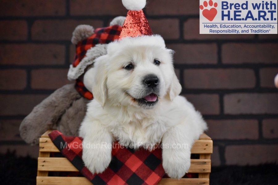 Falcon Image of Falcon, a Golden Retriever puppy