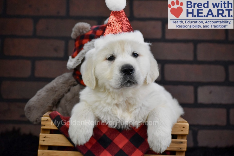 Falcon Image of Falcon, a Golden Retriever puppy