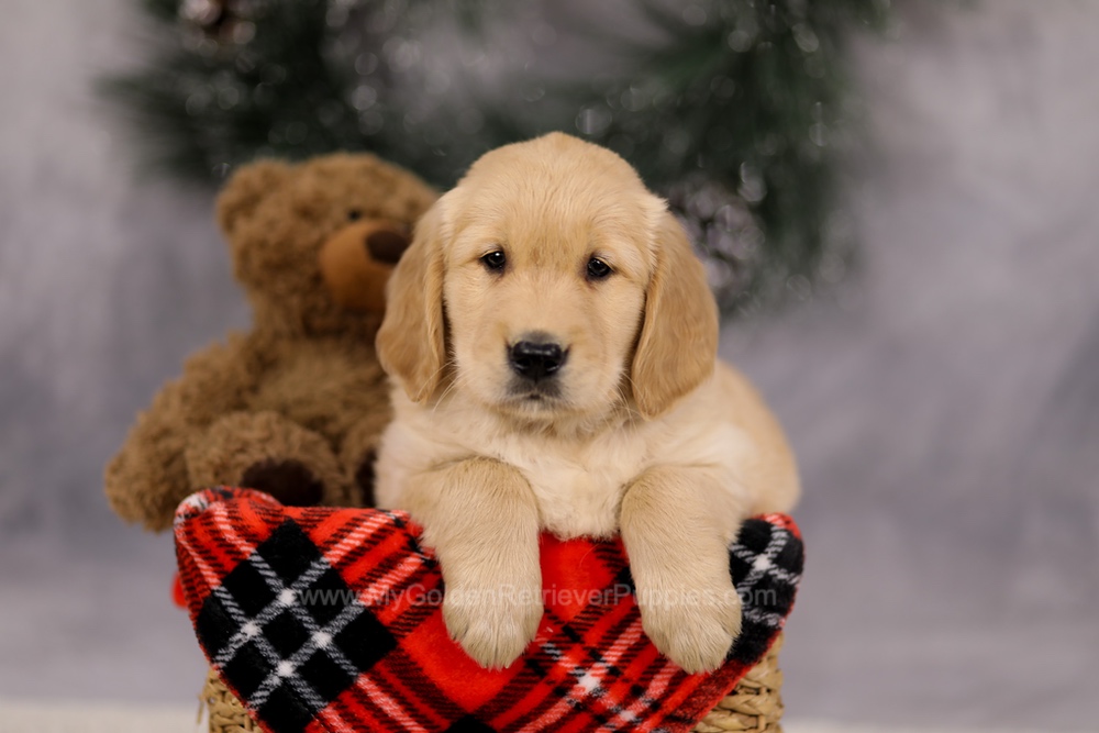 Falcon Image of Falcon, a Golden Retriever puppy