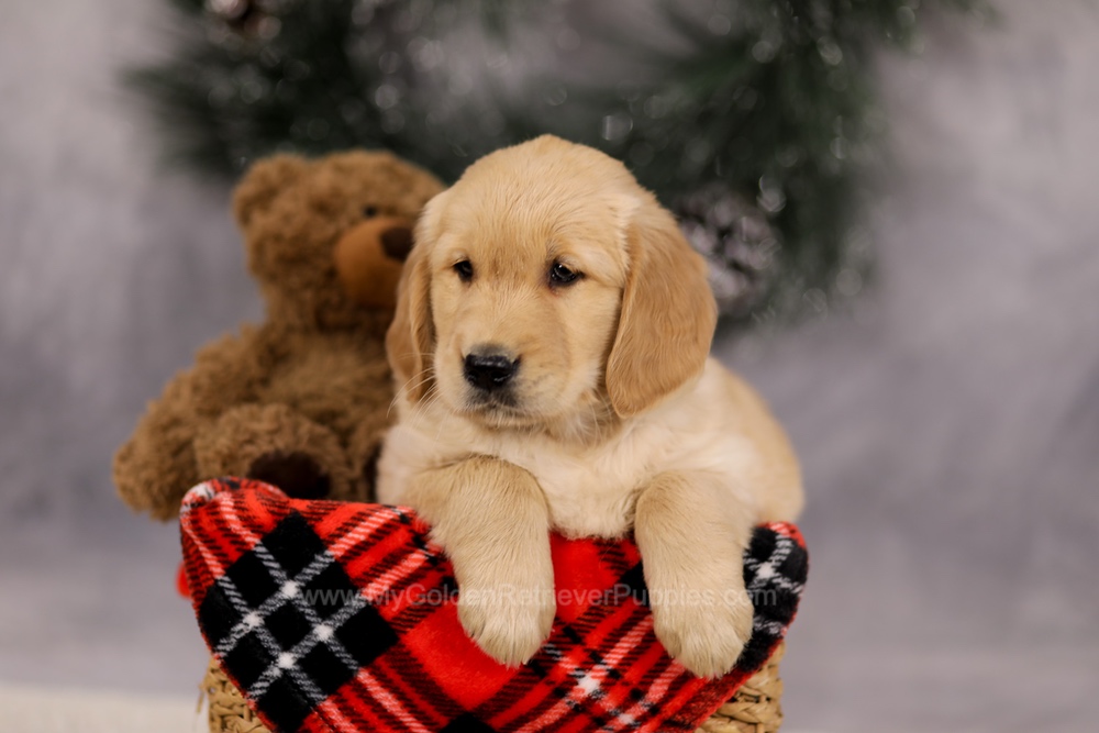 Falcon Image of Falcon, a Golden Retriever puppy
