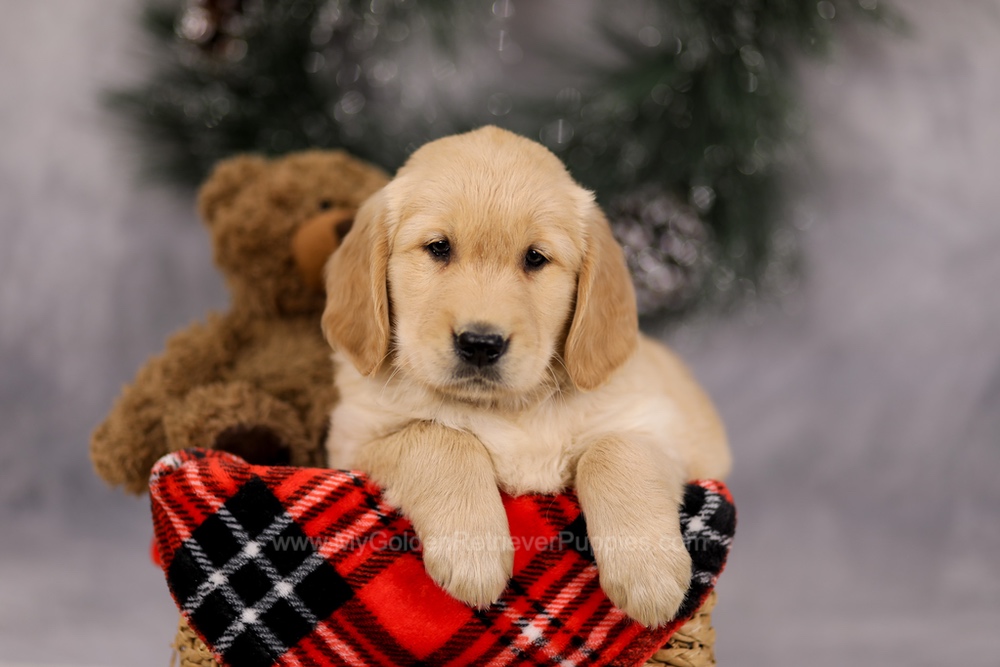 Falcon Image of Falcon, a Golden Retriever puppy