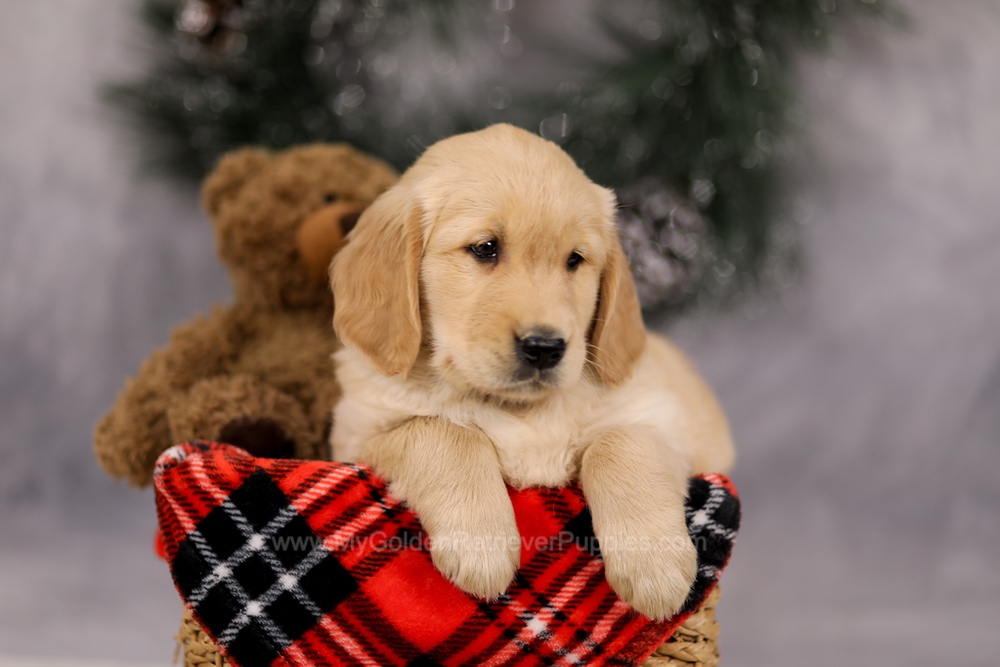 Falcon Image of Falcon, a Golden Retriever puppy