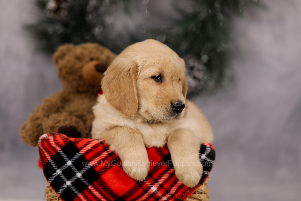 Falcon Image of Falcon, a Golden Retriever puppy
