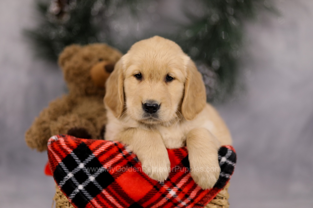 Falcon Image of Falcon, a Golden Retriever puppy