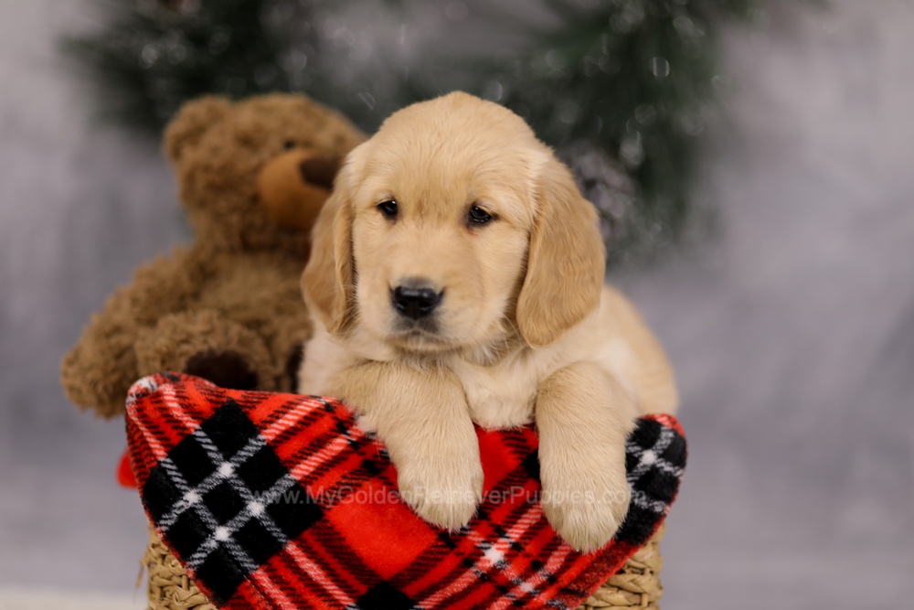 Falcon Image of Falcon, a Golden Retriever puppy