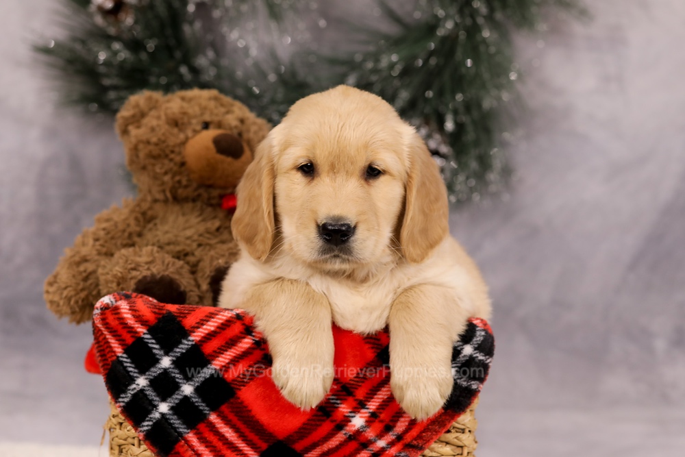 Falcon Image of Falcon, a Golden Retriever puppy
