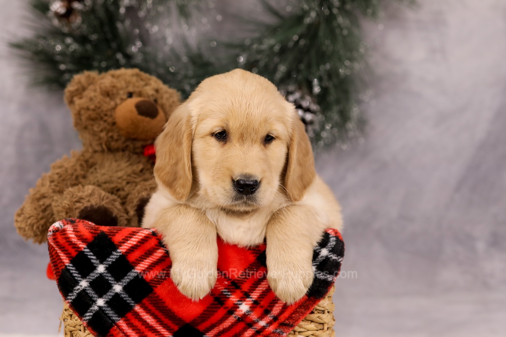 Falcon Image of Falcon, a Golden Retriever puppy