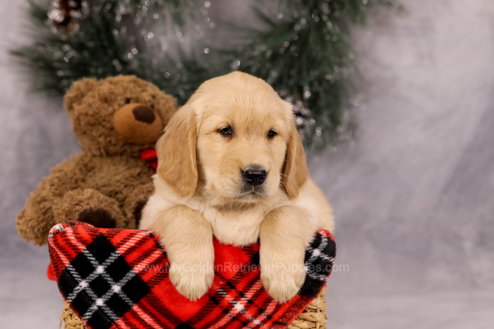 Falcon Image of Falcon, a Golden Retriever puppy