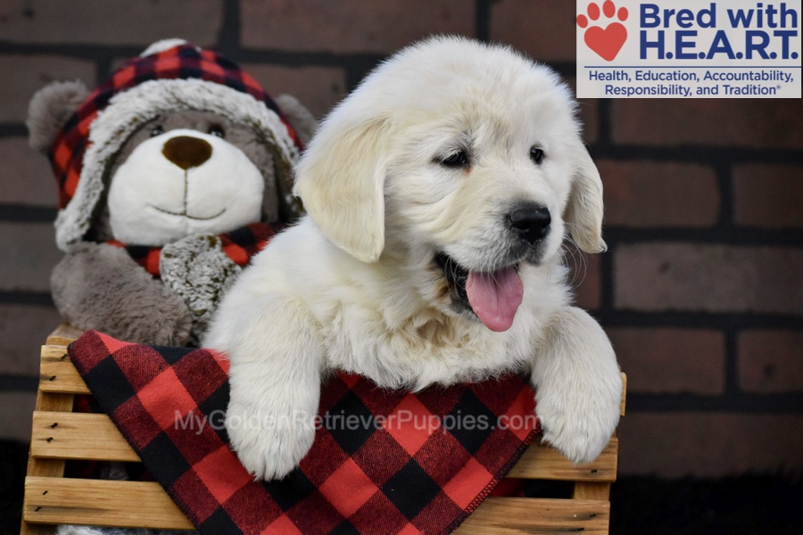 Fall Image of Fall, a Golden Retriever puppy