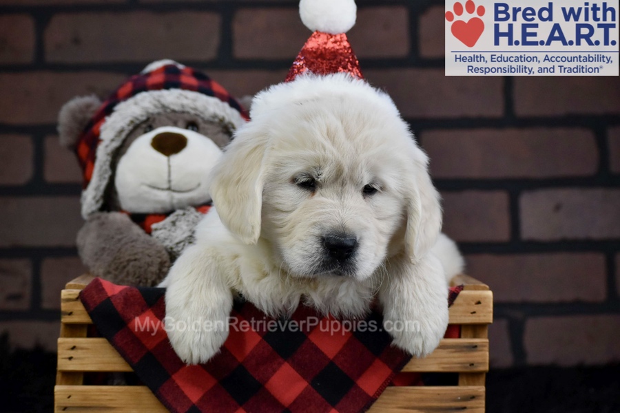 Fall Image of Fall, a Golden Retriever puppy
