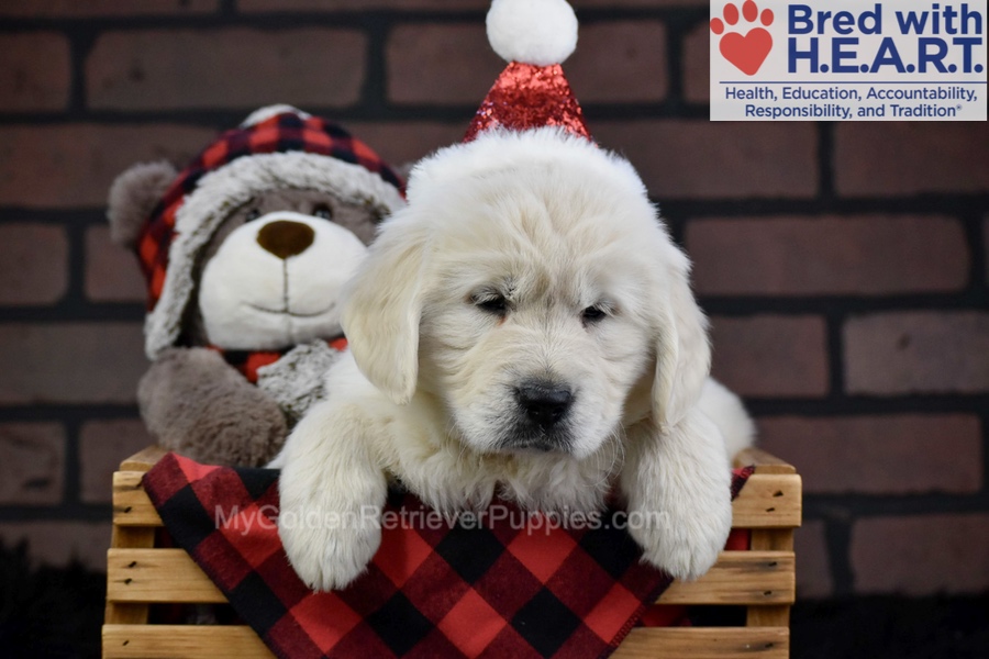 Fall Image of Fall, a Golden Retriever puppy