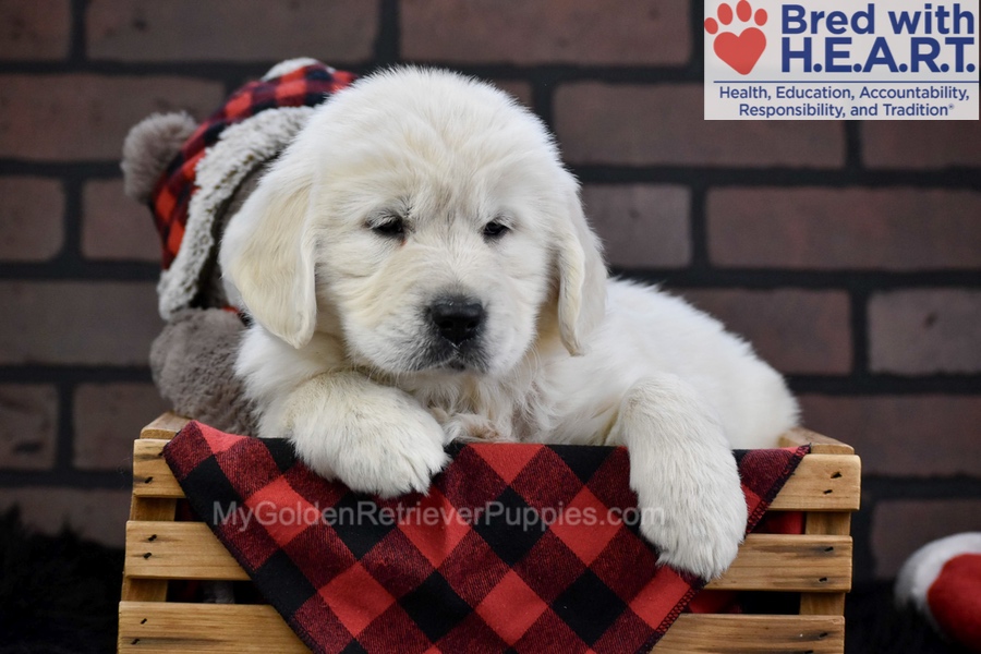 Fall Image of Fall, a Golden Retriever puppy