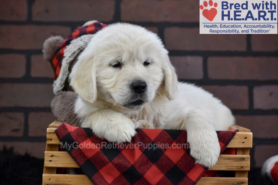Fall Image of Fall, a Golden Retriever puppy