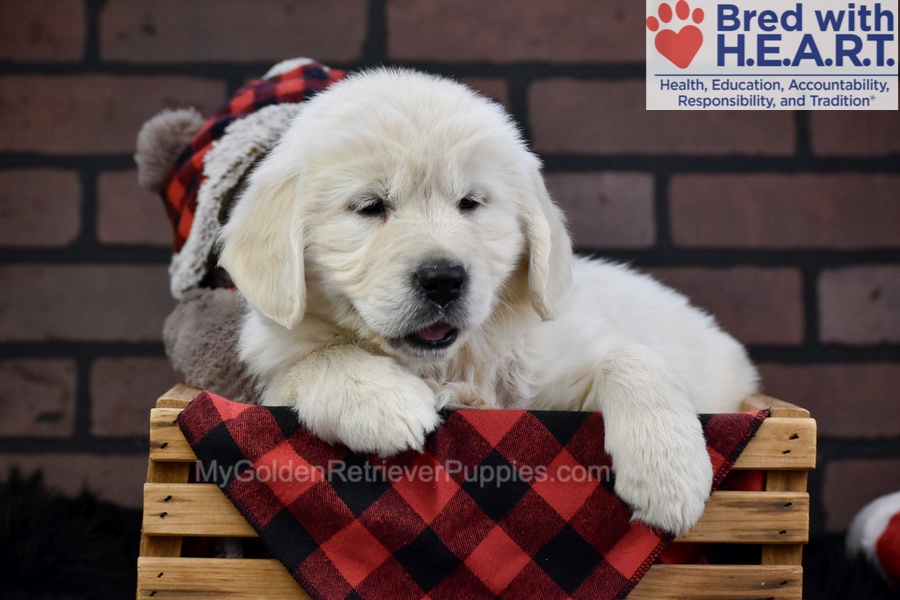 Fall Image of Fall, a Golden Retriever puppy