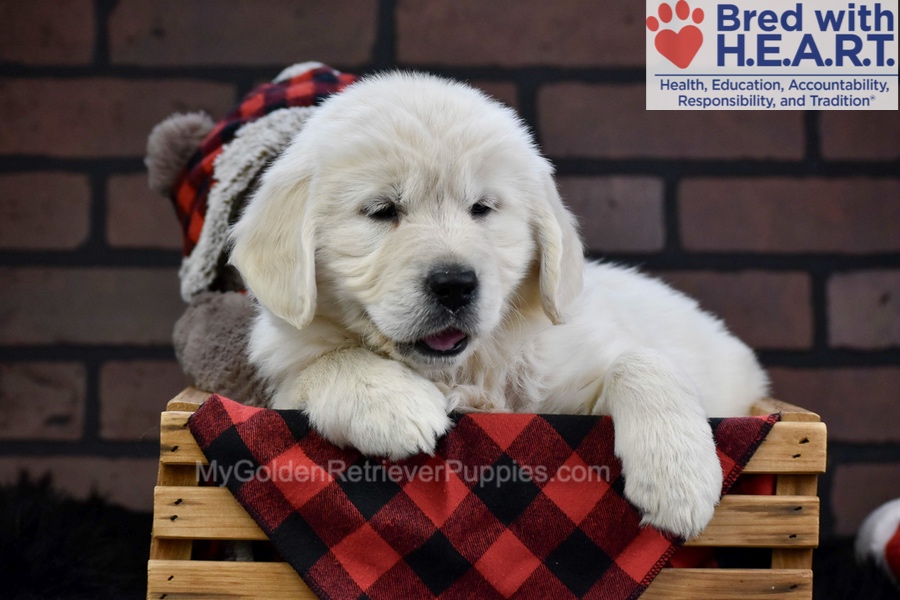Fall Image of Fall, a Golden Retriever puppy