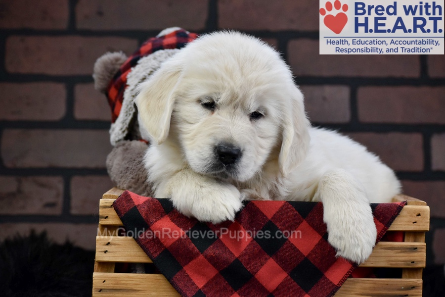 Fall Image of Fall, a Golden Retriever puppy