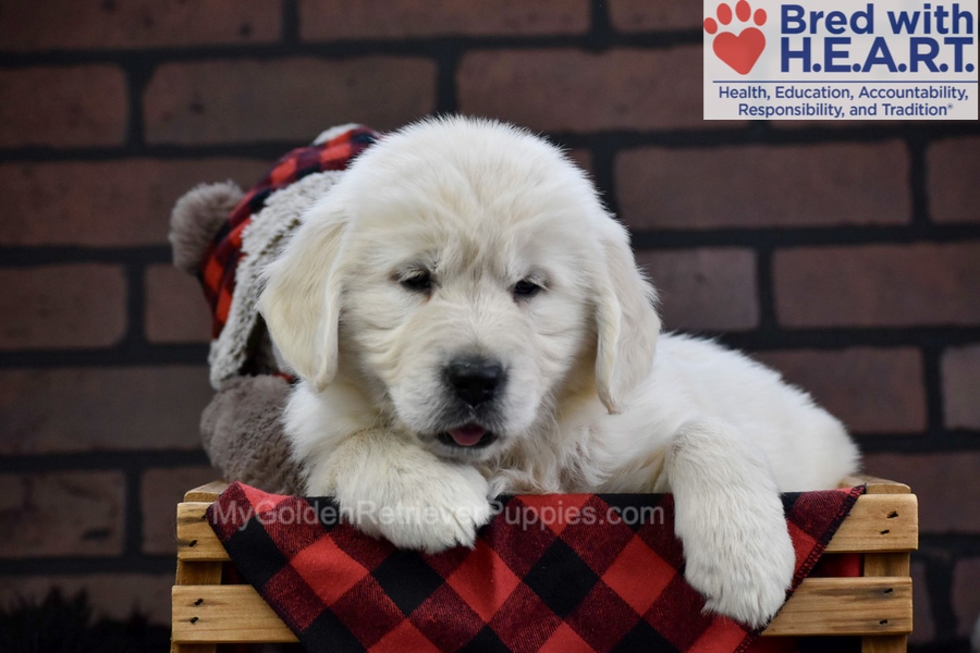 Fall Image of Fall, a Golden Retriever puppy