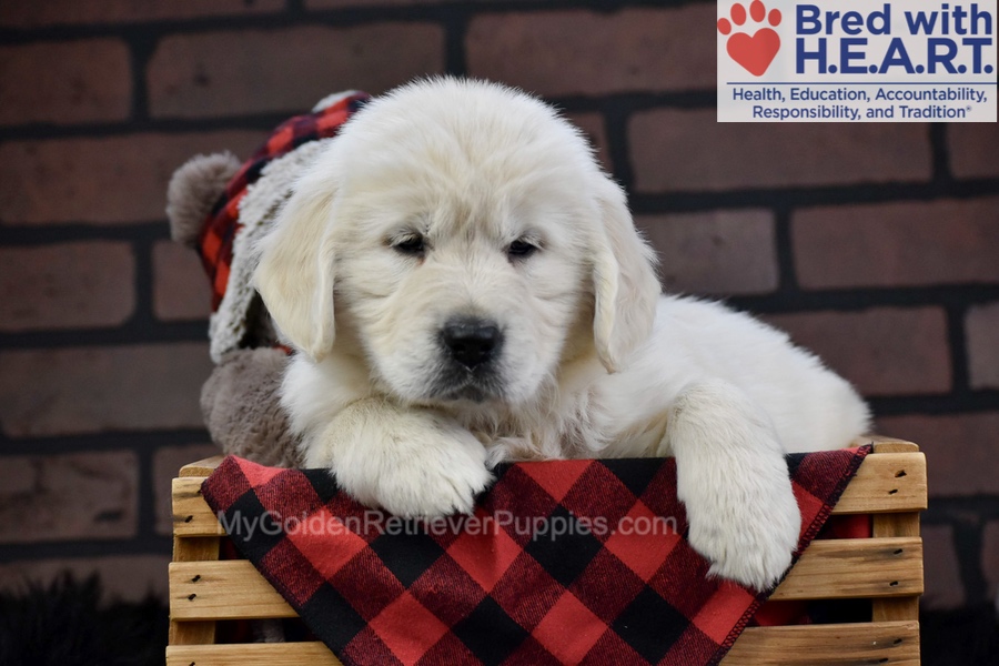 Fall Image of Fall, a Golden Retriever puppy