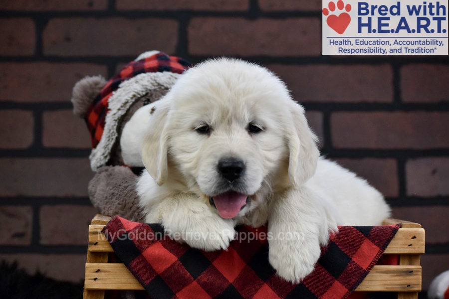 Fall Image of Fall, a Golden Retriever puppy