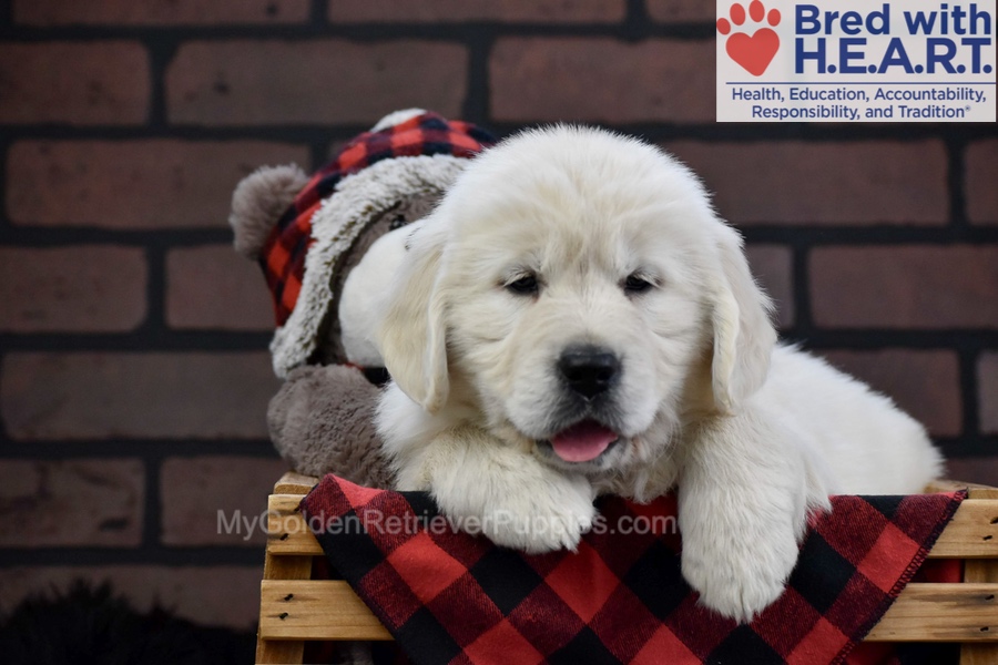 Fall Image of Fall, a Golden Retriever puppy