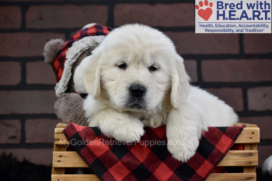 Fall Image of Fall, a Golden Retriever puppy