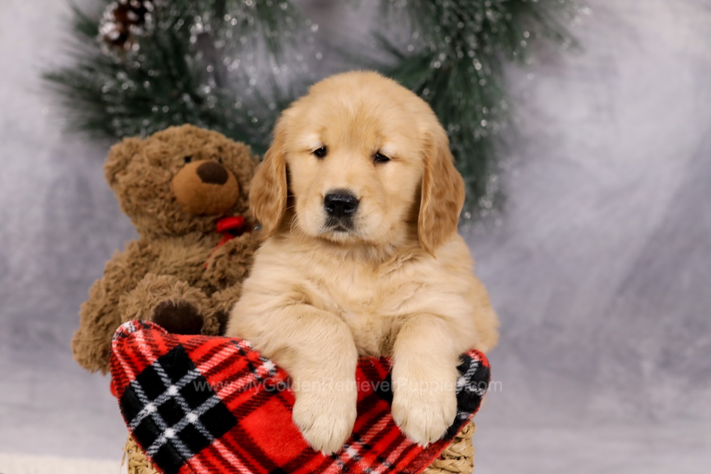 Ferdinand Image of Ferdinand, a Golden Retriever puppy