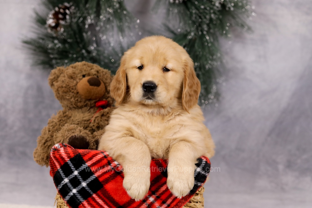 Ferdinand Image of Ferdinand, a Golden Retriever puppy