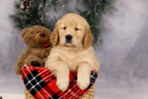 Image of Ferdinand, a Golden Retriever puppy