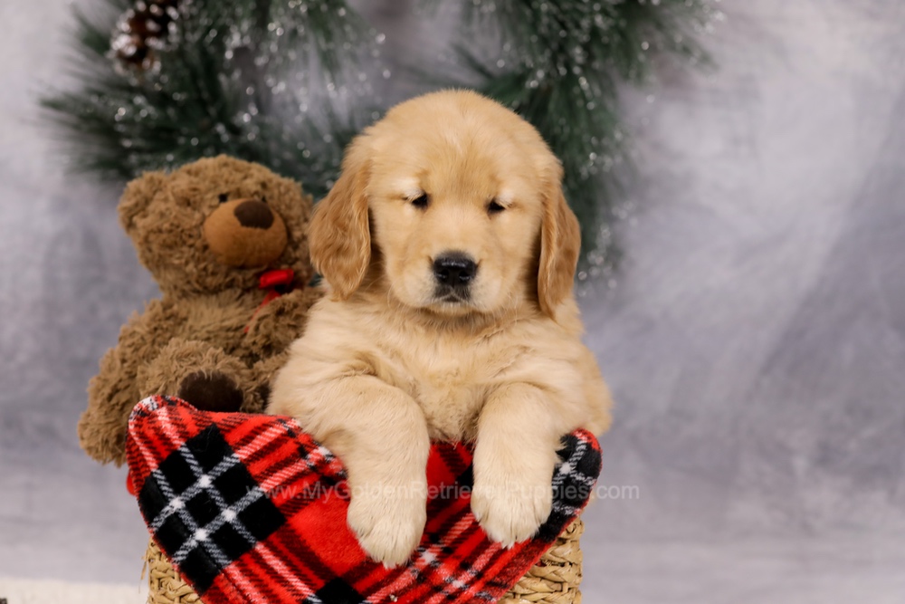 Ferdinand Image of Ferdinand, a Golden Retriever puppy