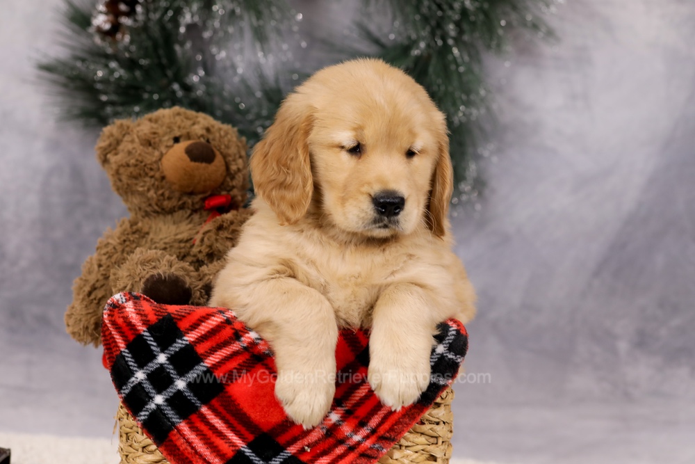 Ferdinand Image of Ferdinand, a Golden Retriever puppy