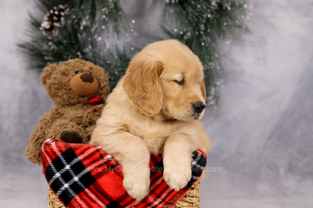 Ferdinand Image of Ferdinand, a Golden Retriever puppy