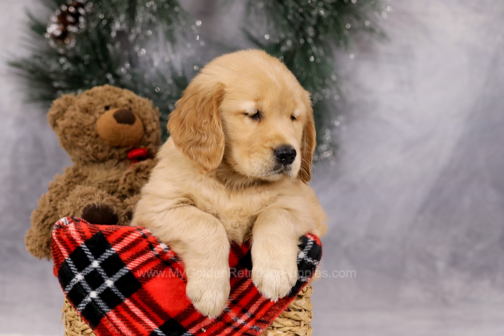 Ferdinand Image of Ferdinand, a Golden Retriever puppy