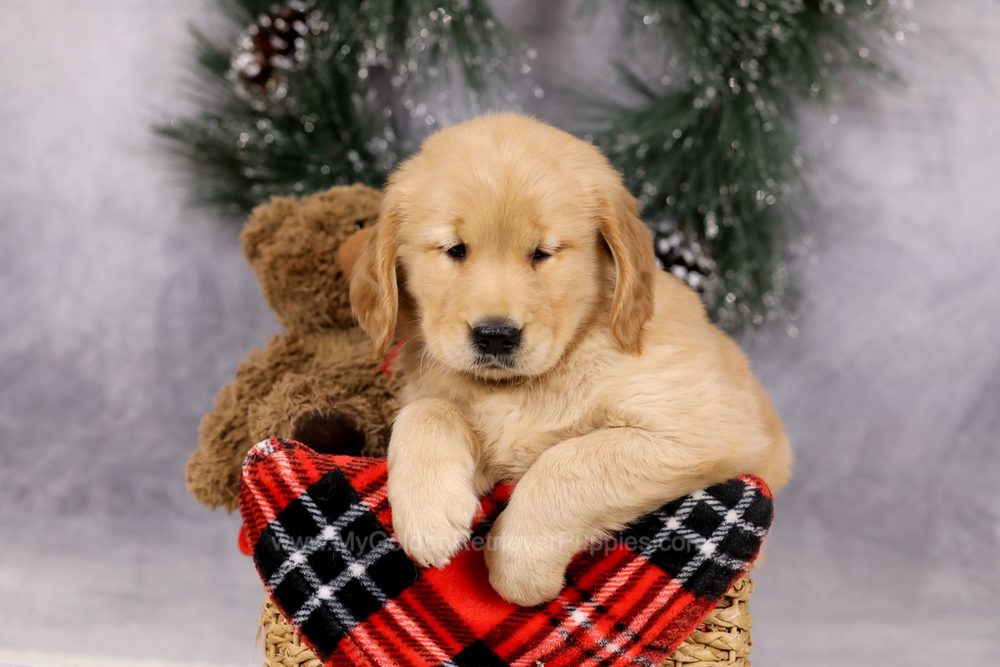 Ferdinand Image of Ferdinand, a Golden Retriever puppy