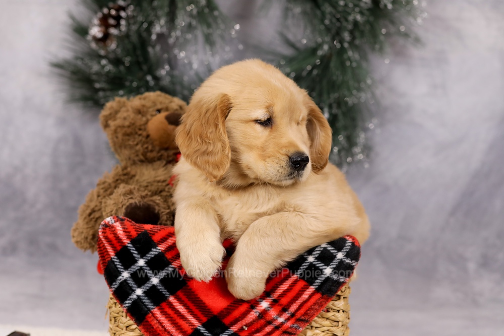Ferdinand Image of Ferdinand, a Golden Retriever puppy
