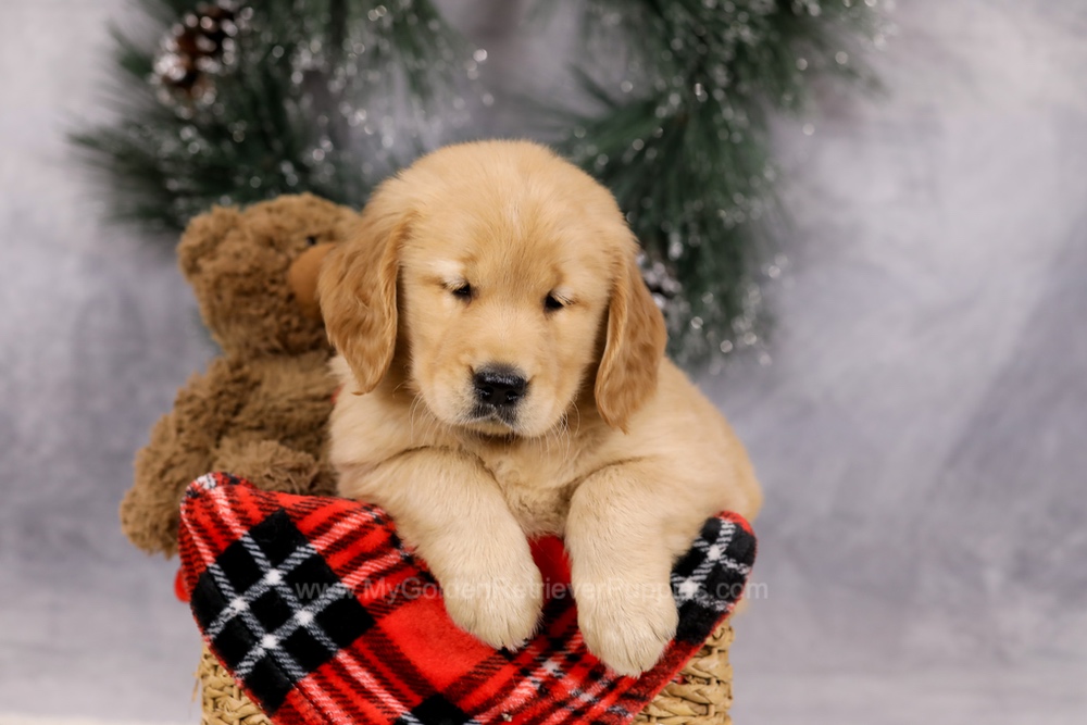 Ferdinand Image of Ferdinand, a Golden Retriever puppy