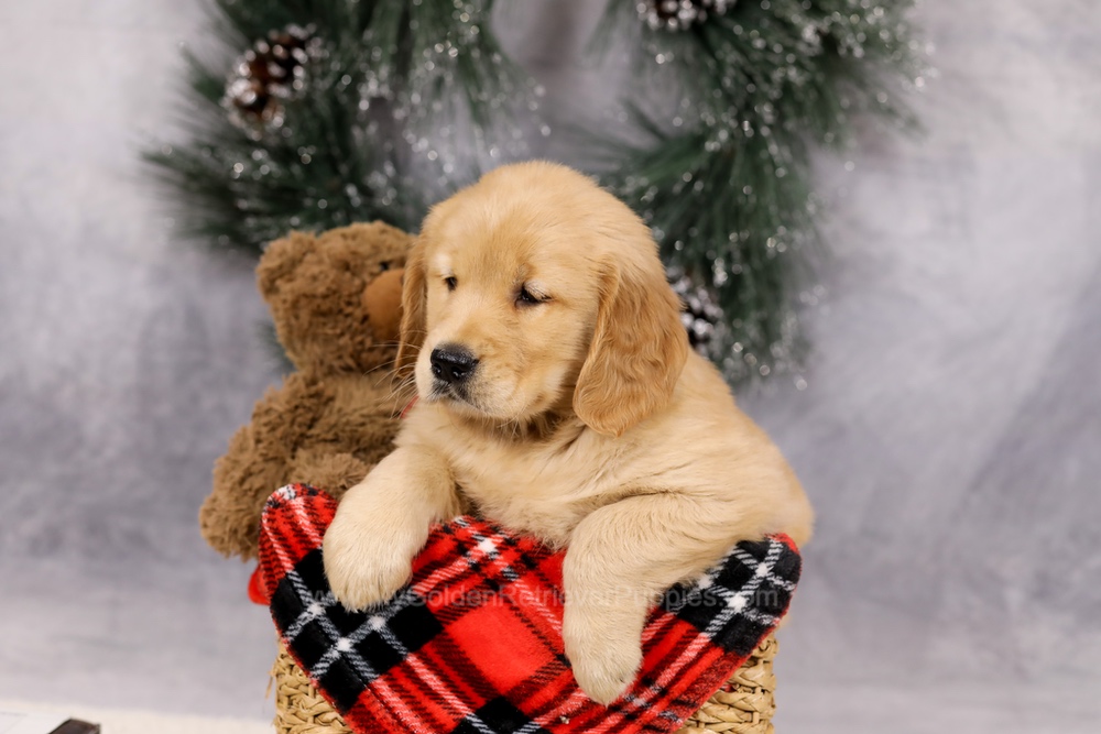 Ferdinand Image of Ferdinand, a Golden Retriever puppy