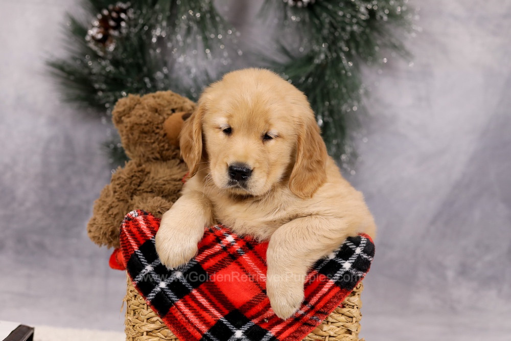 Ferdinand Image of Ferdinand, a Golden Retriever puppy